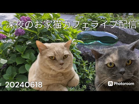 深夜のお家猫カフェライブ配信　８８