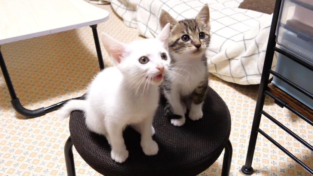 子猫のニャーニャー合唱隊が椅子の上から合唱中【赤ちゃん猫　保護猫】