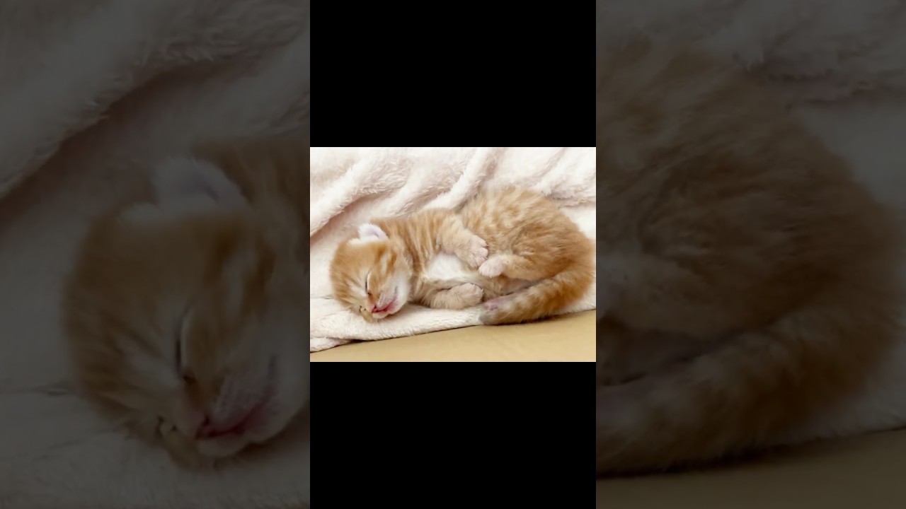 【癒し】ぬいぐるみみたいなまんまる猫と過ごす人生 #猫 #マンチカン #shorts