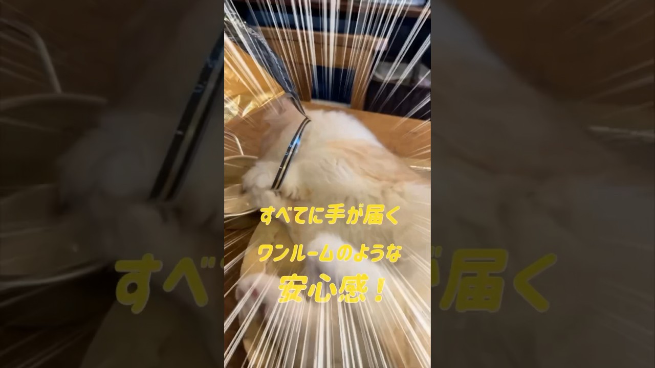 【キンカロー】快適ぐうたら生活毛玉猫【マンチカール】