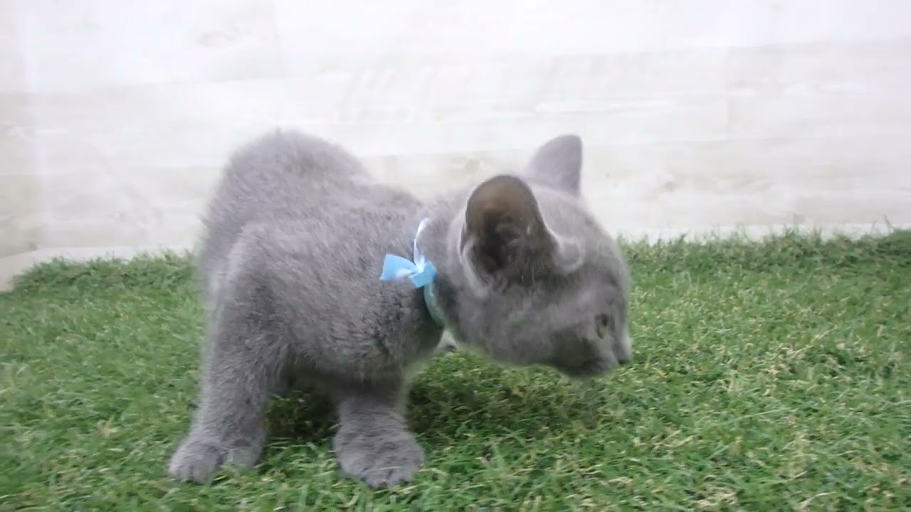 Coo&RIKU　No00679442 ロシアンブルー