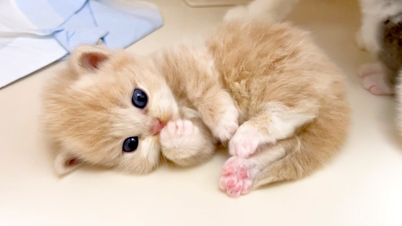 【マンチカンの子猫】にゃむ×２からの家族で脱走し始める件 ～猫のいる生活Vol.972～出産動画 マンチカン短足・ミヌエット・ペルシャ猫専門ブリーダー『ペット蔵人』【子猫の成長記録】