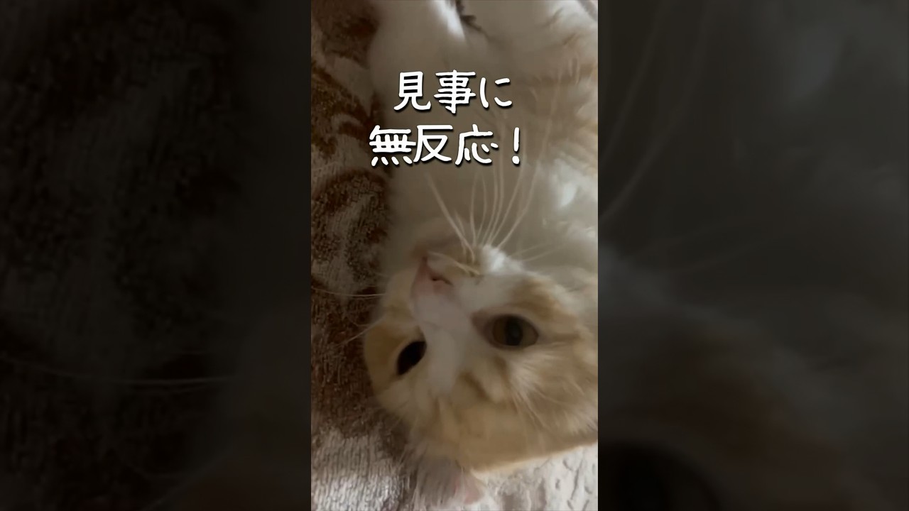 【キンカロー】どアップでじゃれあい撮れたよ！【マンチカール】