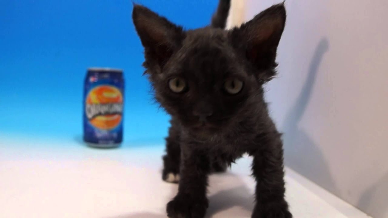 54445 ｾﾙｶｰｸﾚｯｸｽ　ﾜﾝﾗﾌﾞ小金井店　ﾜﾝﾗﾌﾞ稲毛長沼店　ﾜﾝﾗﾌﾞ木更津店　東京都　千葉県　神奈川県　埼玉県　ﾍﾟｯﾄｼｮｯﾌﾟ