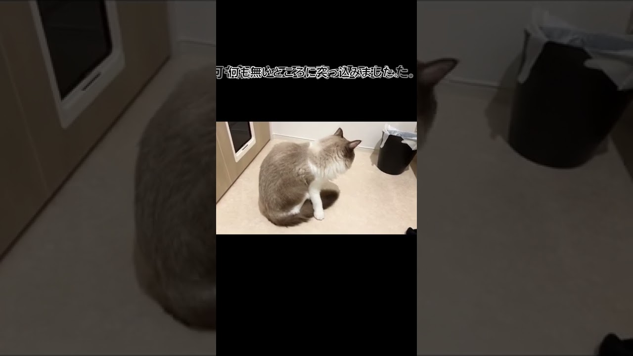 何もないところに突っ込んでいくラグドール猫（1歳）