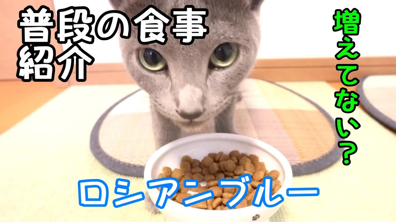 食事の風景【ロシアンブルー】猫ちゃんの食事一日の量ってどのくらい？