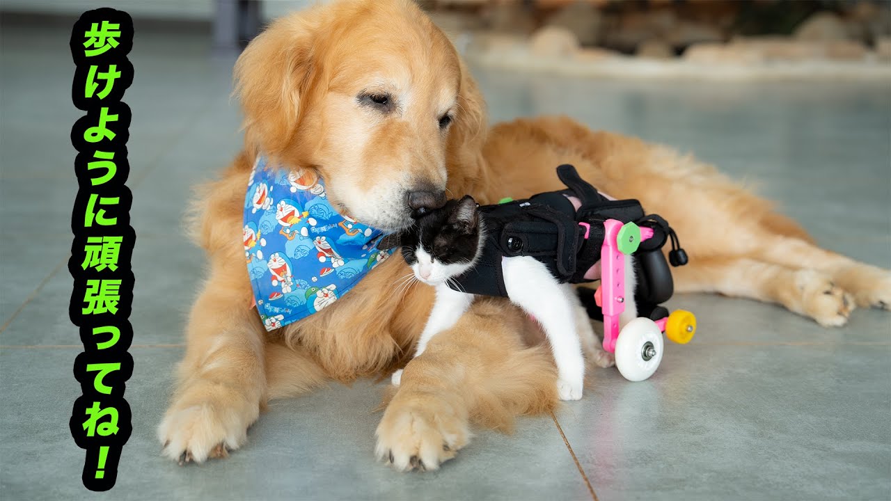 車椅子の子猫を自分の妹のように優しく見守るゴールデンレトリバー