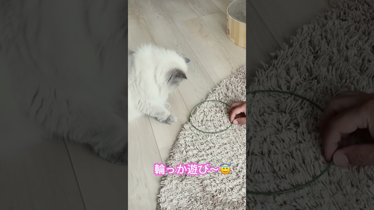 輪っか遊び大好きなヒマラヤンのマーベル🐈 #shorts #cat #ヒマラヤン #猫のいる暮らし #にゃん #マーベル  #うちのにゃんこ