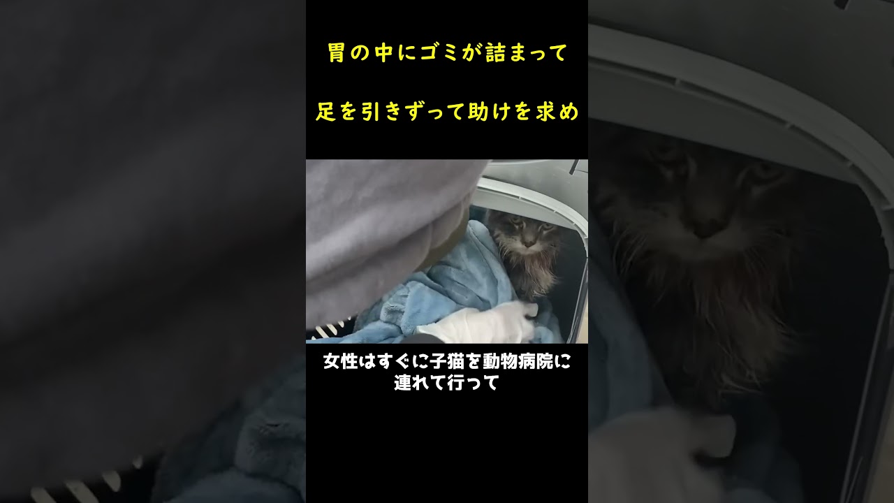 半身不随でゴミをいっぱい食べた子猫！！🐱
