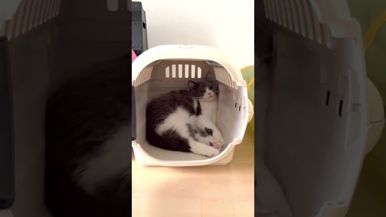 #shorts 🐯:ペットキャリー優勝にゃ🏠🏅✨ #猫 #cat #ブリティッシュショートヘア #britishshorthair #現場猫 #ハチワレ #猫の日常 #猫ハウス #ペットキャリー