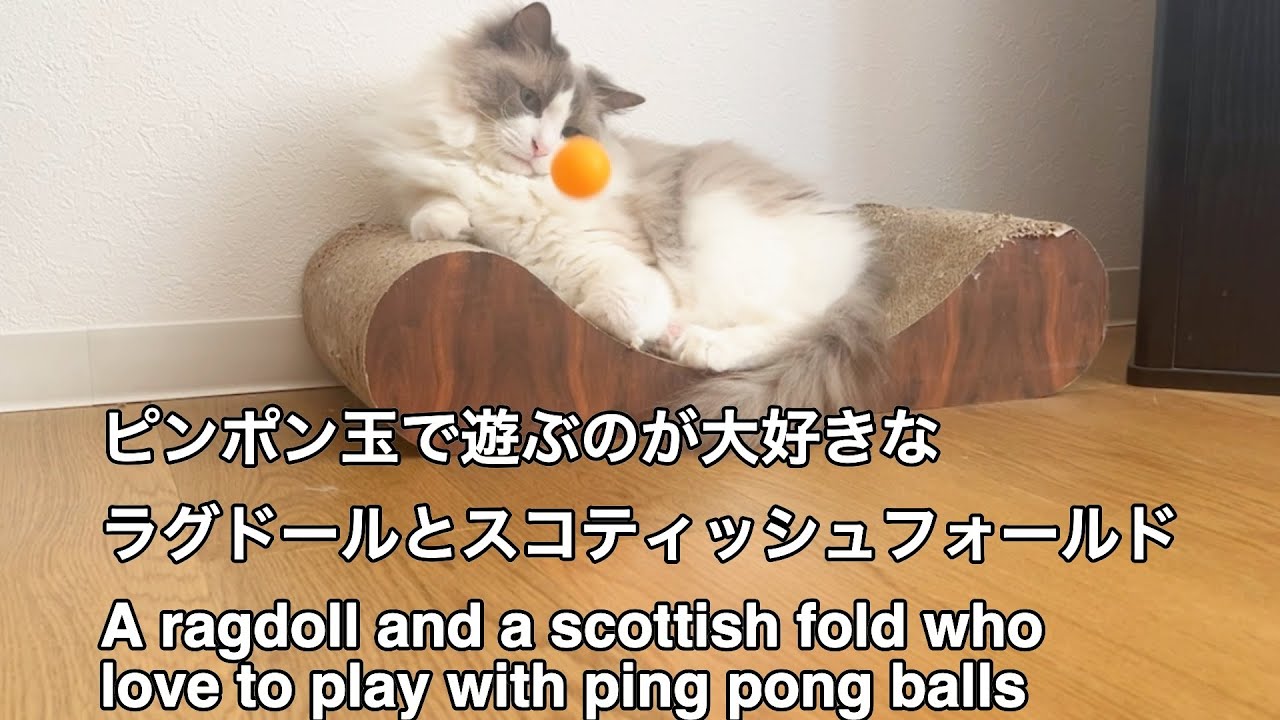 ピンポン玉で遊ぶのが大好きなラグドールとスコティッシュフォールド(A ragdoll and a scottish fold who love to play with balls)