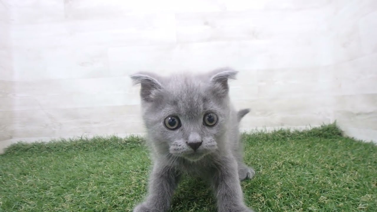 Coo&RIKU　No00679471 スコティッシュフォールド