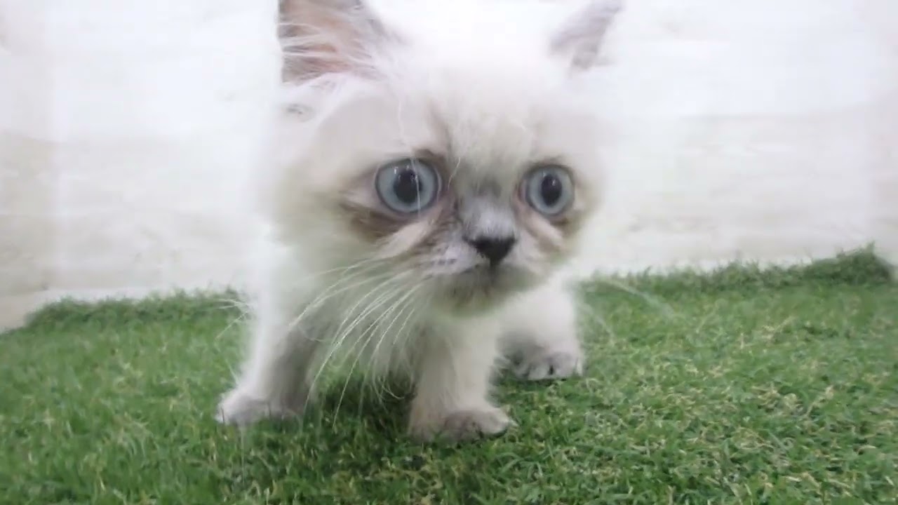 Coo&RIKU　No00679444 ヒマラヤン