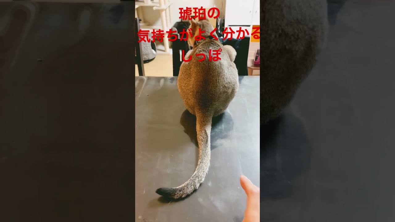 【シンガプーラ】琥珀（兄者）のしっぽ