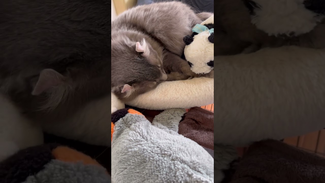 猫動画 #shorts おはようございます #アメリカンカール