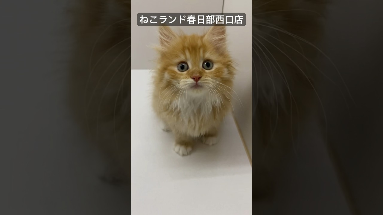 【子猫販売】#サイベリアン #子猫 #猫アレルギー #ねこランド