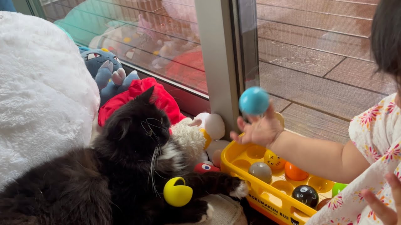 二歳児の数字の勉強に付き合わされる猫　ラガマフィン　A cat that study numbers together