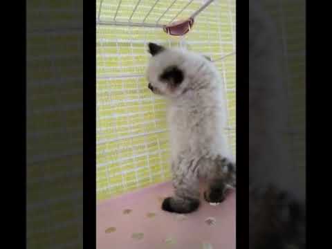 ヒマラヤン 【シールポイント】元気な男の子