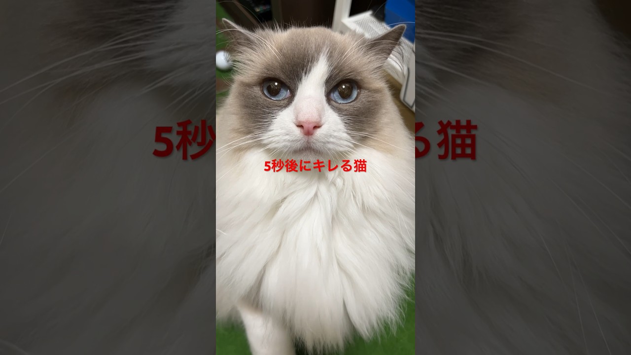 5秒後にキレる猫#ラグドール #猫のいる暮らし #ネコ #ハチワレ #cat #ragdoll