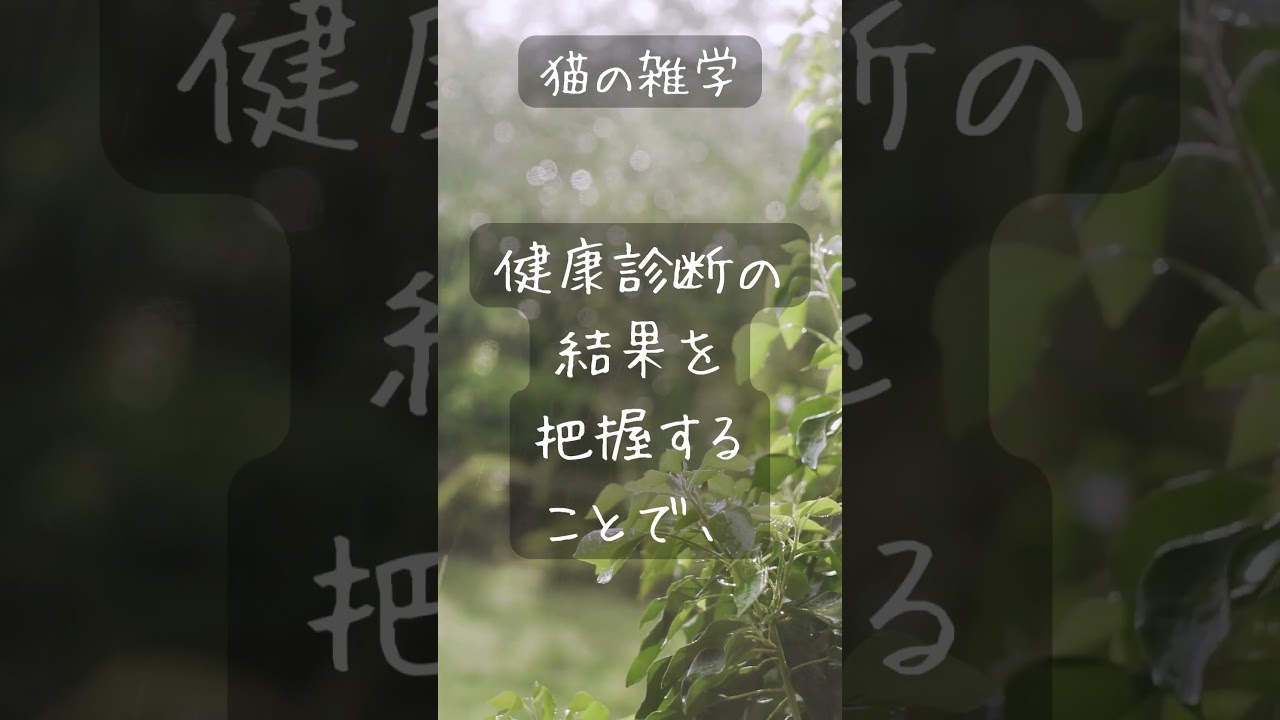 [見流し] 猫マンチカンの雑学「選び方」#マンチカン