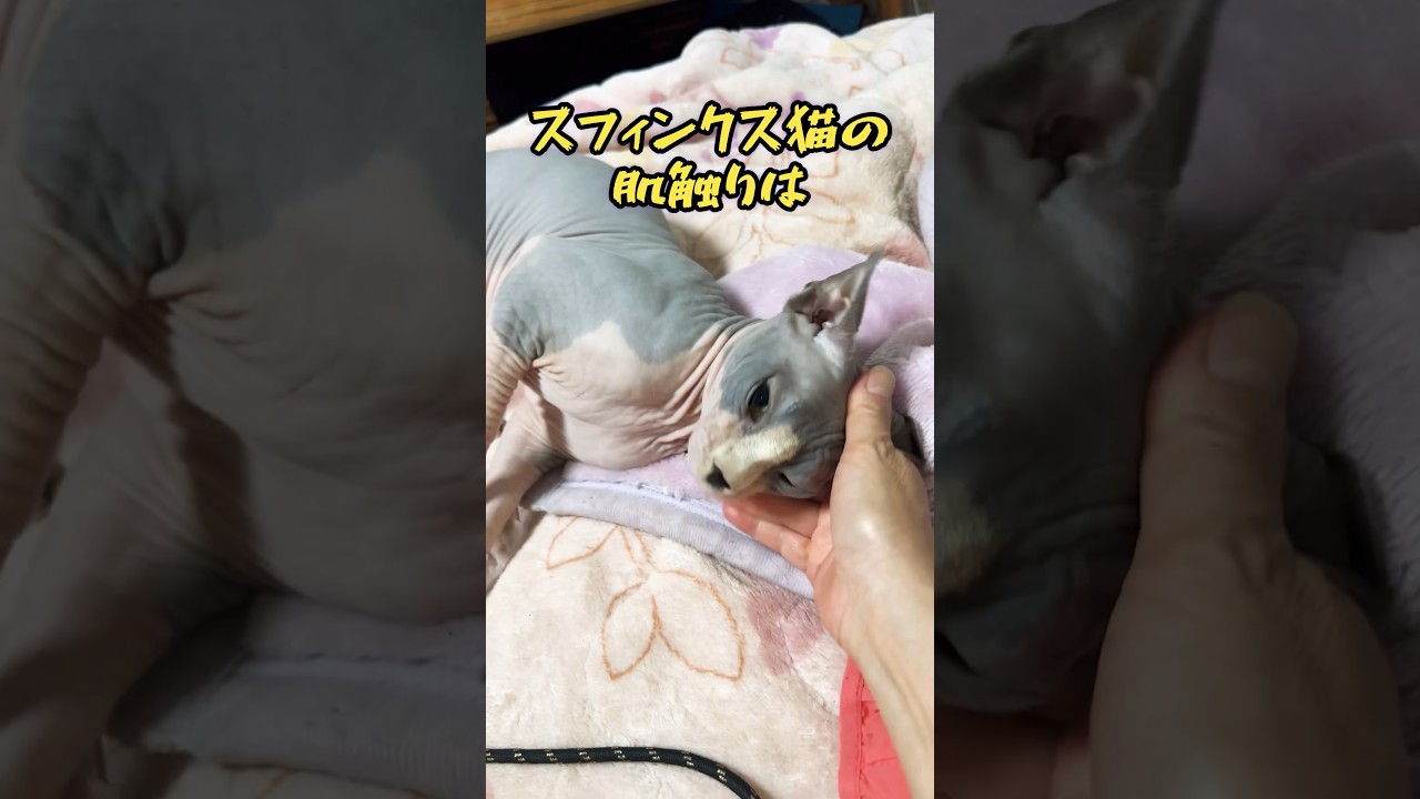 スフィンクス猫についての雑学#shorts#cat #猫 #sphynx