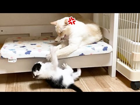 マジギレされて腰抜かす子猫