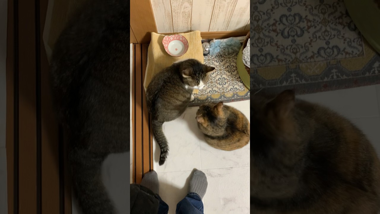 猫たち #猫 #保護猫 #ヒマラヤン #猫のいる暮らし #shorts