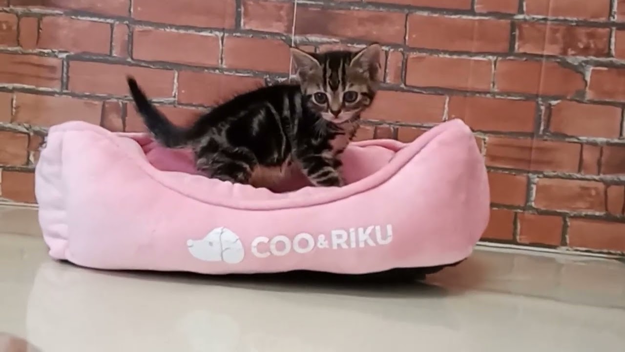 680069 アメリカンショートヘアー