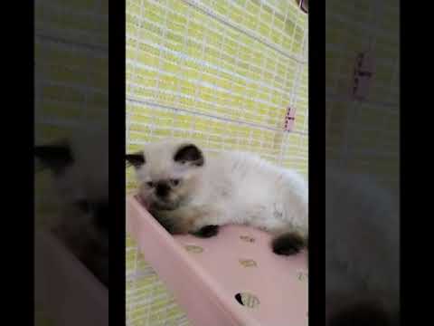 ヒマラヤン 【シールポイント】もりもりよく食べる女の子