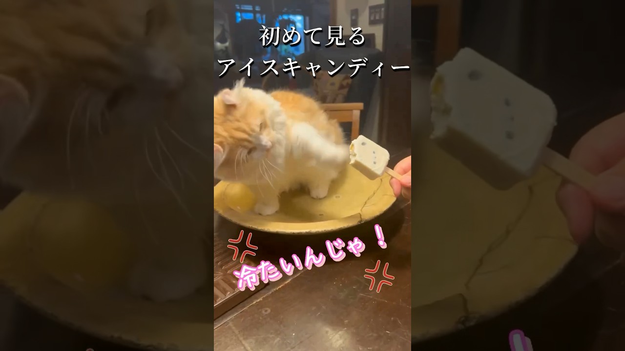 【キンカロー】渾身のねこぱんち！【マンチカール】