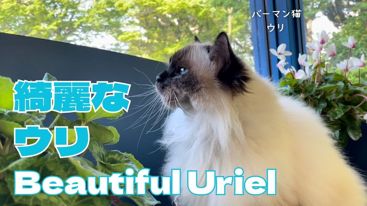 バーマン猫ウリ【綺麗なウリ】Beautiful Uriel（バーマン猫）Birman/Cat