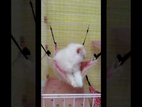 ヒマラヤン 【フレームポイント】とっても元気なイケメンの男の子