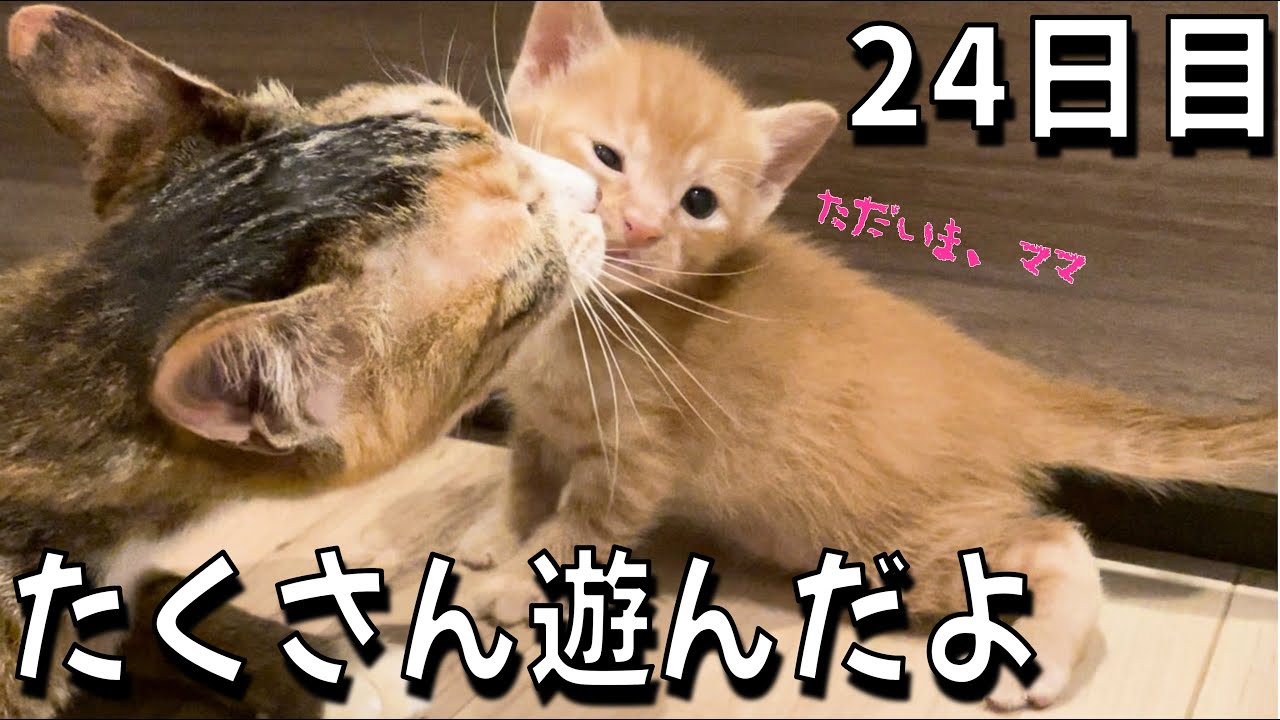 ケージを出て冒険する子猫たち／子猫の人間クライミング／子猫丼