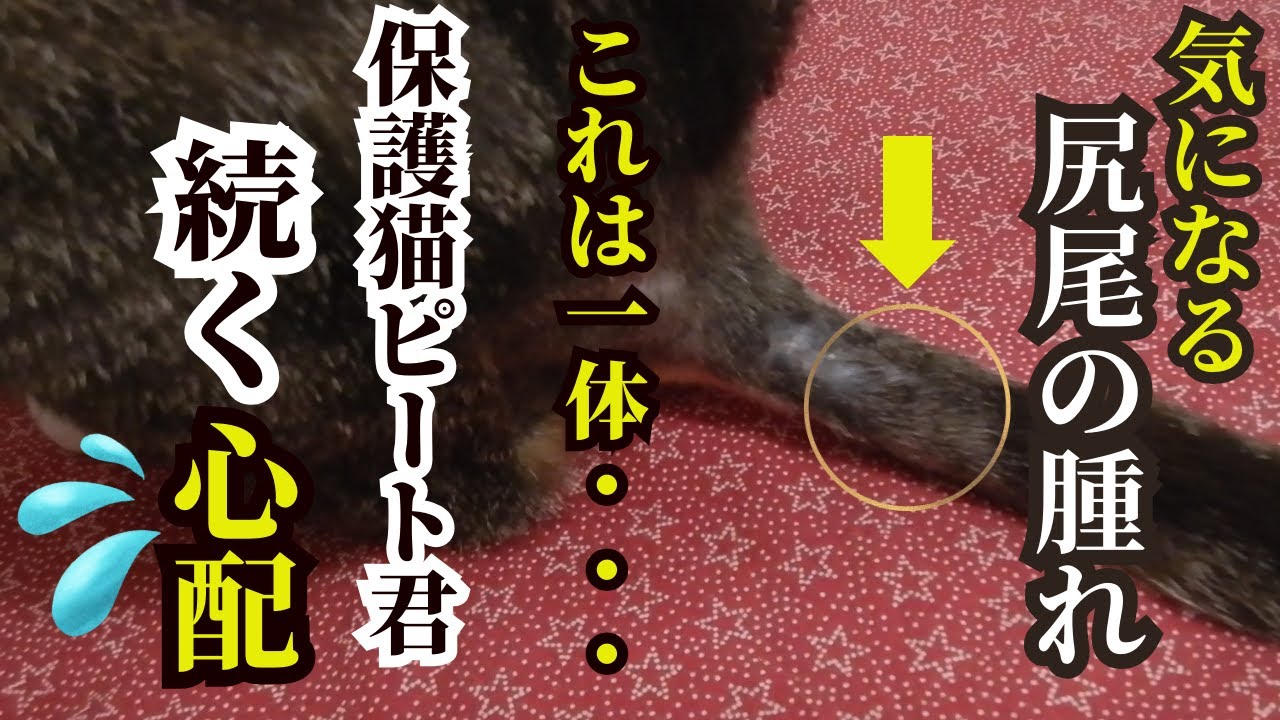 【NY保護猫・地域猫】ピート君その後のその後～気になる腫れ～心配は続く