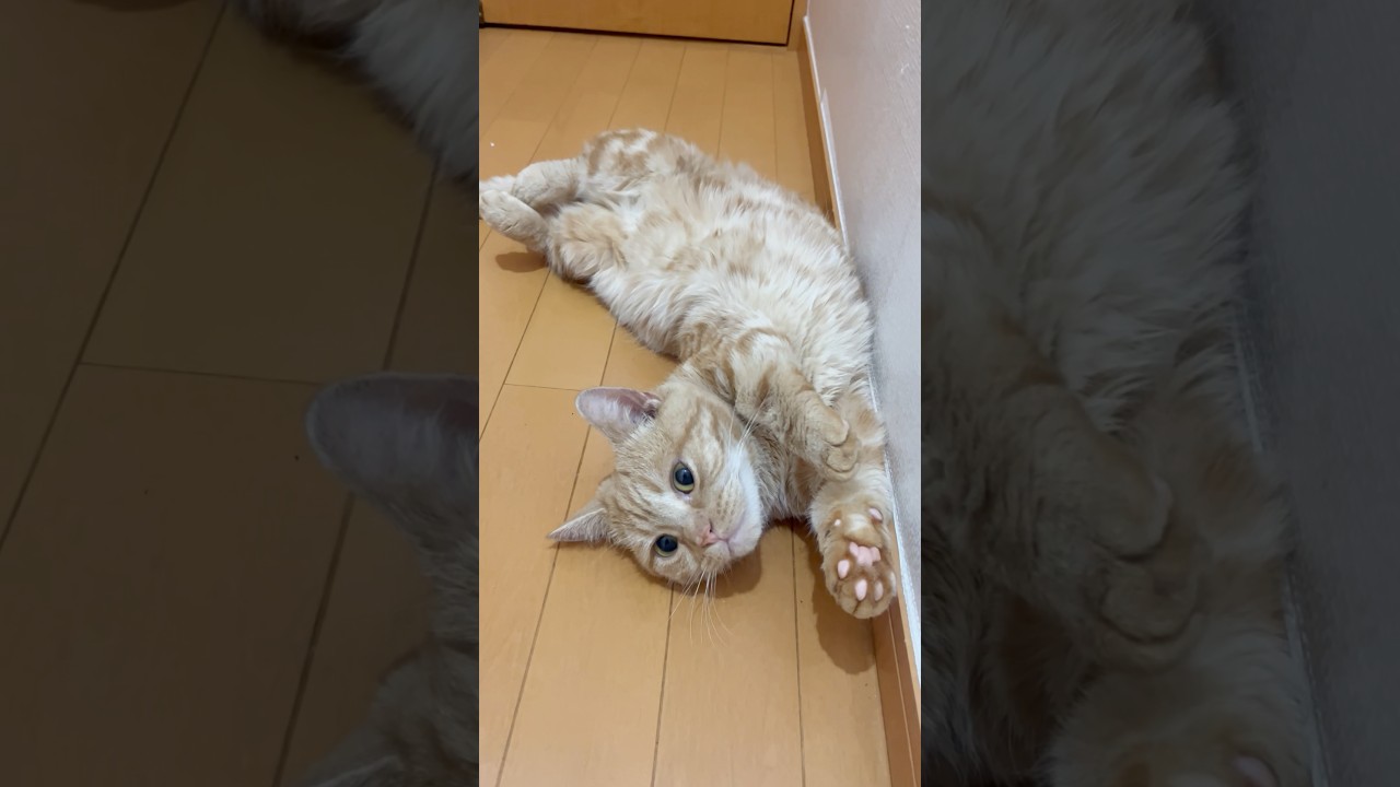 肉球を高く掲げると... #猫 #マンチカン #shorts