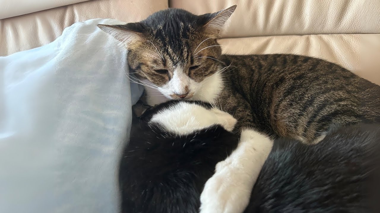 妹ねこが好きでたまらない猫ーLoves His Sister Cat So Much