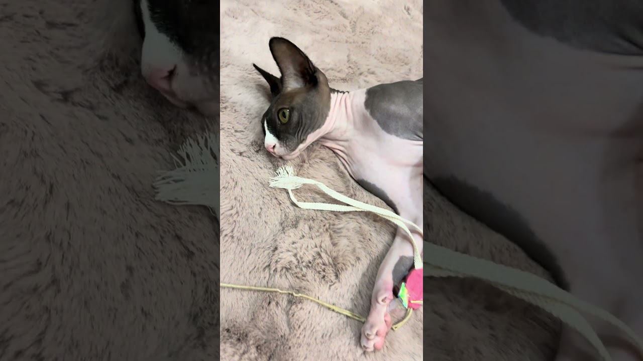 カーペットにカモフラージュ #スフィンクス猫 #sphynx