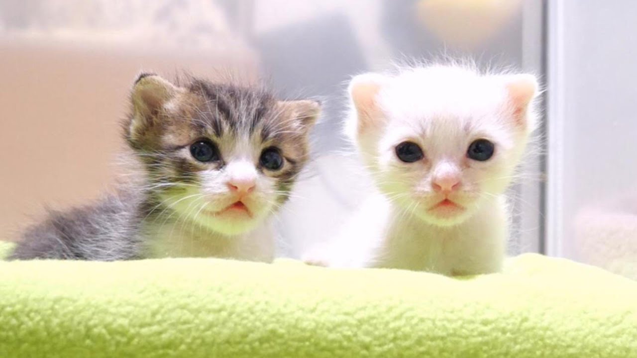 子猫達がちょっこりと並んで座ってる奇跡的にカワイイ瞬間を捕らえました【赤ちゃん猫　保護猫】