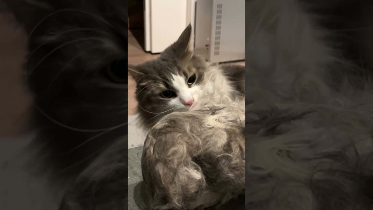 病院帰りの猫の毛に威嚇する猫 #ノルウェージャン