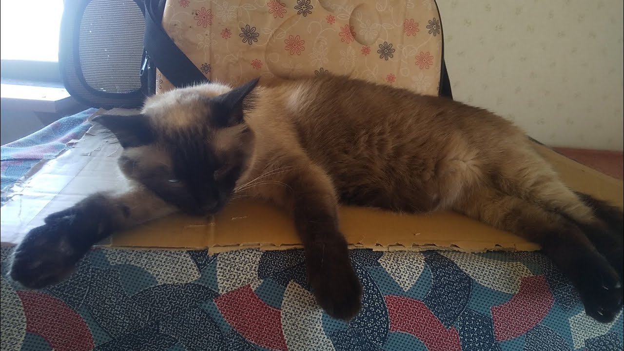 たぬたぬ、シャムたん♪３年(^o^)✨
