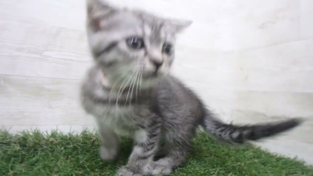 Coo&RIKU　No00679465 スコティッシュフォールド