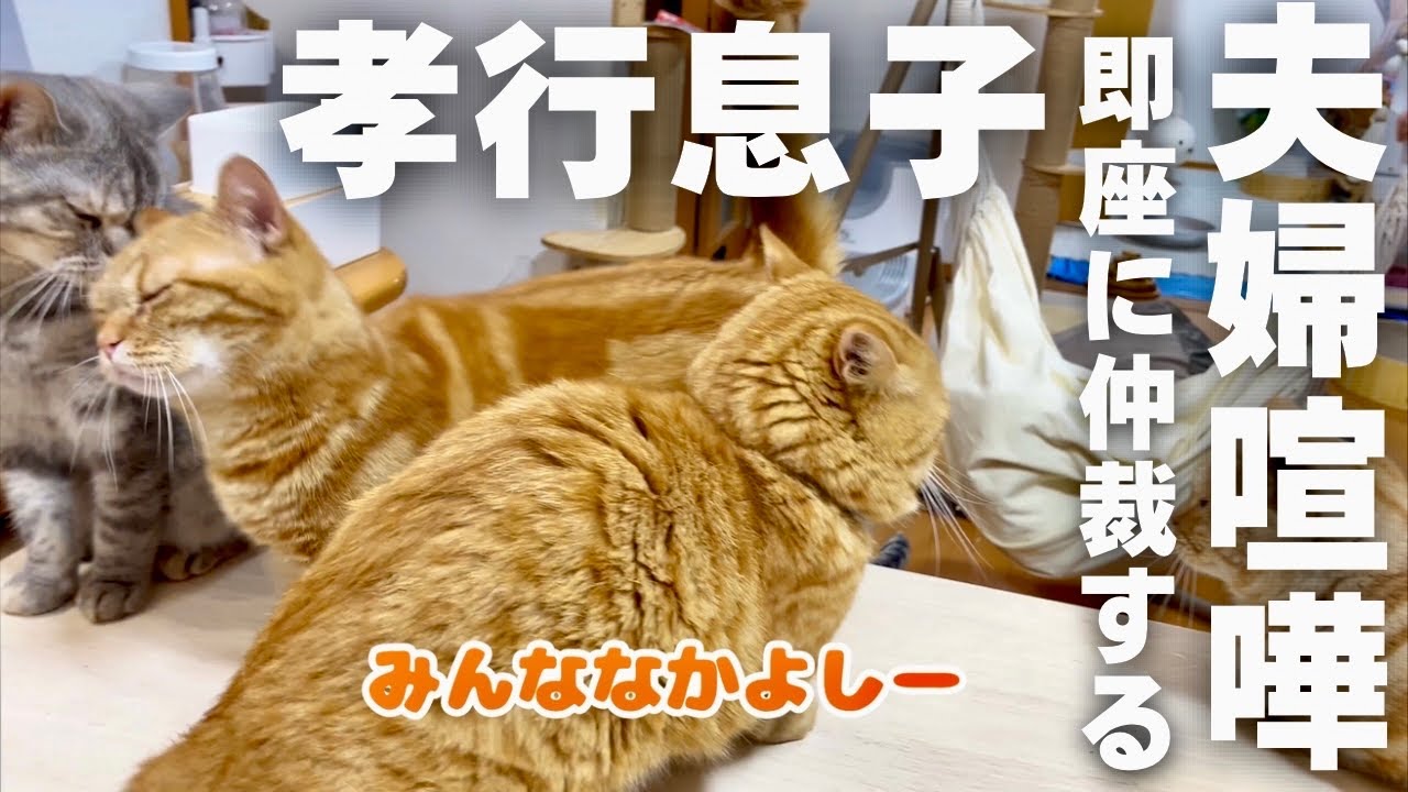 不穏な空気をいち早く察知し、間に身を割り込ませる猫...って、そんな猫いる？ #猫 #マンチカン