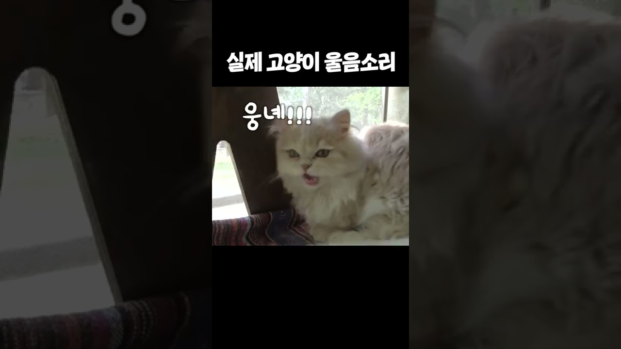고양이는 "야옹"하고 울지 않습니다