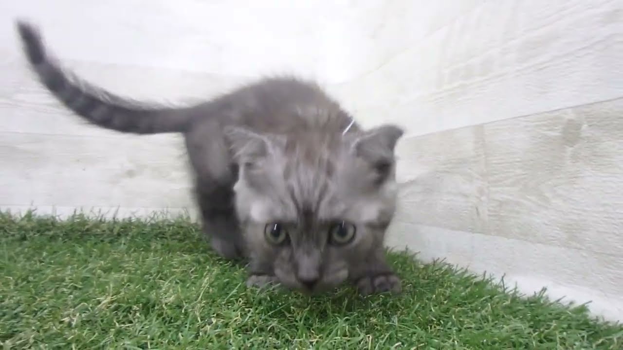 Coo&RIKU　No00679466 スコティッシュフォールド