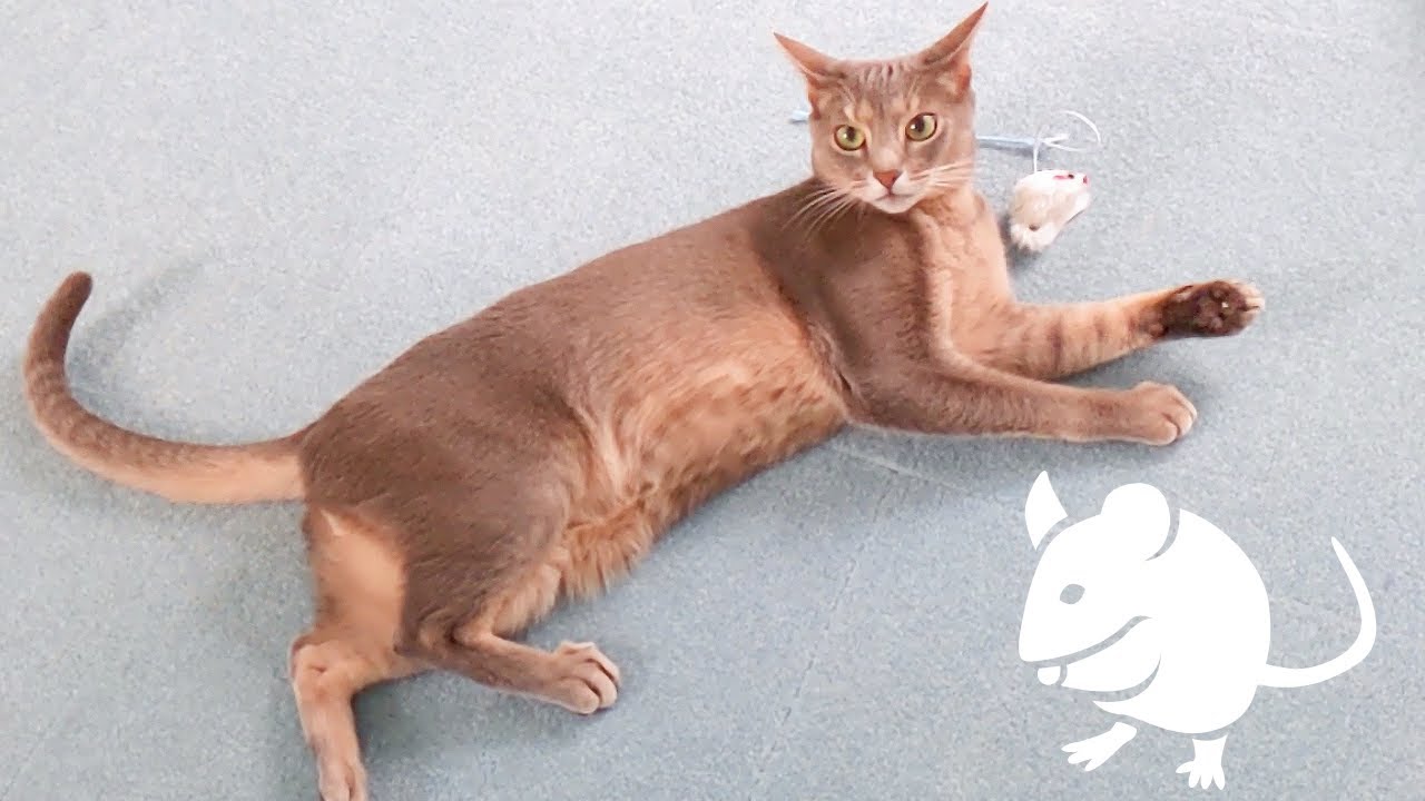 ダイソーの猫用おもちゃpart3（アビシニアンMIX＆ベンガルMIX猫）Daiso