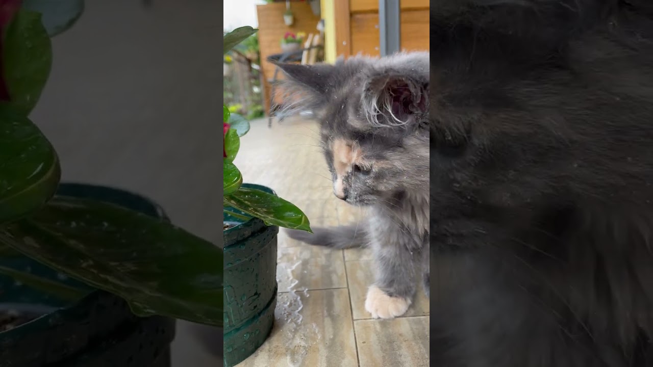 😺Mendy, la Maine Coon: Idillio Naturale - Sorso d’Acqua dalla Foglia!🌿 #mainecoon #shorts