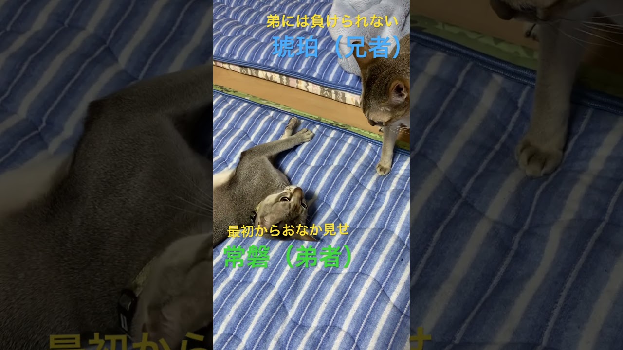 【シンガプーラ】朝からじゃれあい＃猫がいるくらし