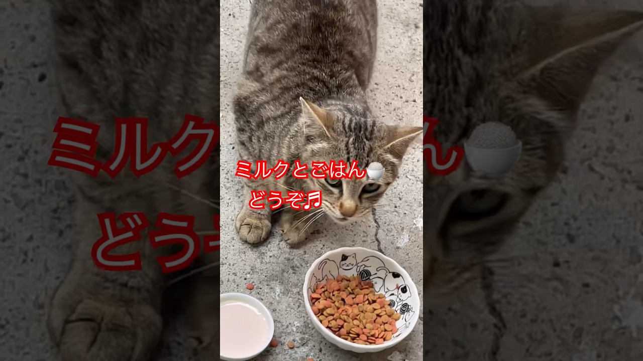 かわいい猫ちゃん🩷#short#shorts#日本猫#japan#japan#癒し#ねこ#猫#猫動画ま