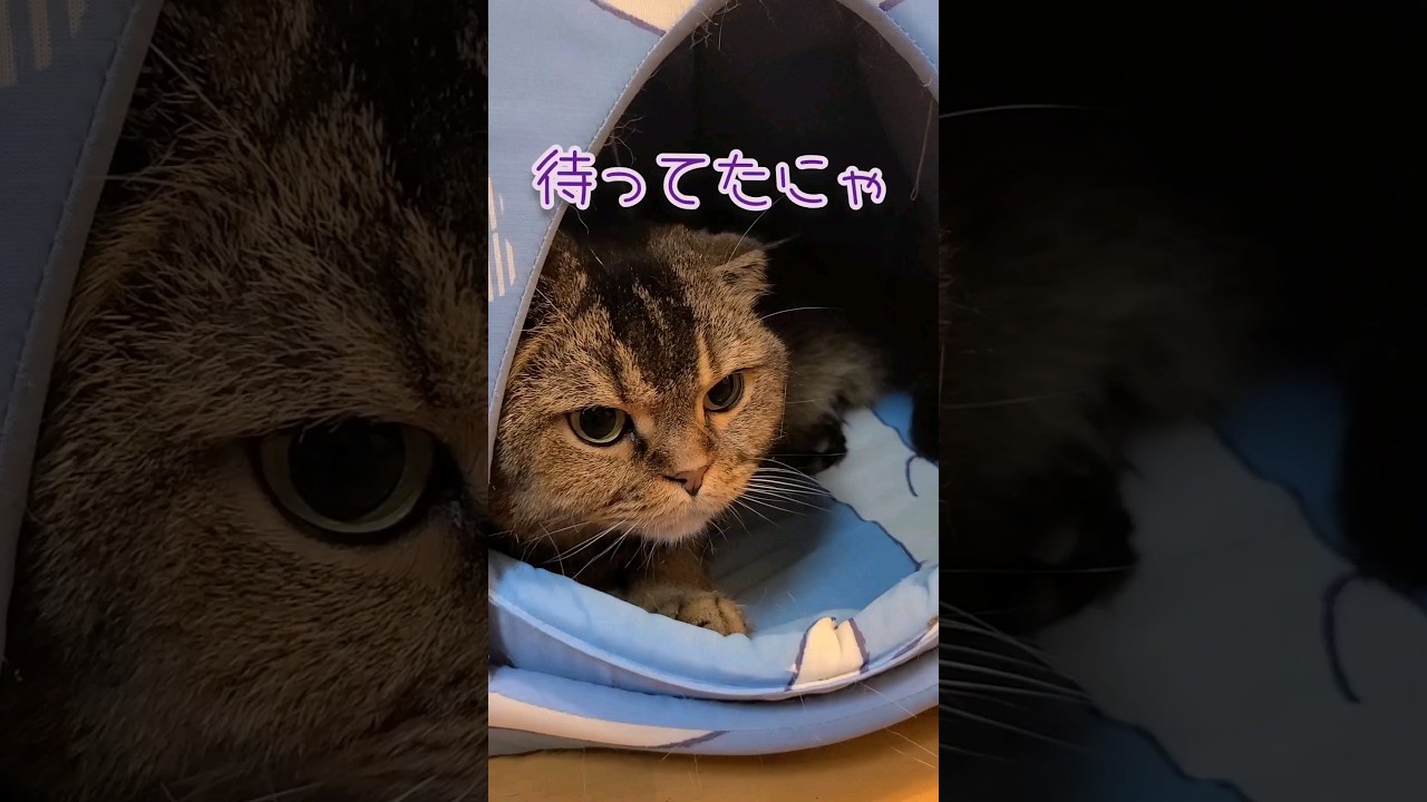 にゃんにゃんにゃんロングver#スコティッシュフォールド折れ耳#猫 #cat #shorts #愛猫家 #ねこのいる生活