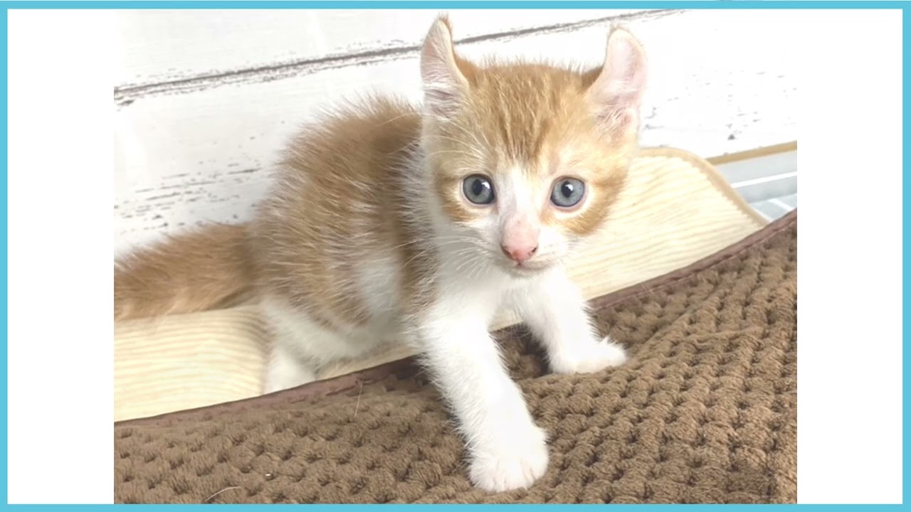 ペットショップCOO＆RIKU No00678708 アメリカンカール